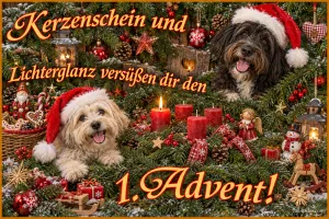 Zwei Hunde mit Weihnachtsmützen zwischen Tannengrün, Kerzen und Weihnachtsschmuck, Text: Kerzenschein und Lichterglanz versüßen dir den 1. Advent!