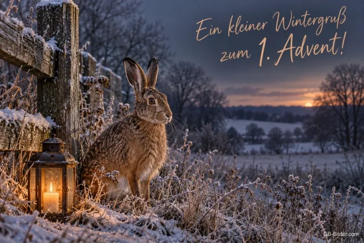 Feldhase neben einer Laterne an einem frostigen Zaun in der Abenddämmerung, Text: Ein kleiner Wintergruß zum 1. Advent! Feldhase neben einer Laterne an einem frostigen Zaun in der Abenddämmerung, Text: Ein kleiner Wintergruß zum 1. Advent!