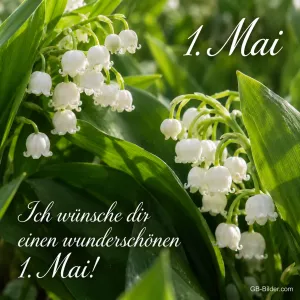 Maiglöckchen in Nahaufnahme, Text: 1. Mai – Ich wünsche dir einen wunderschönen 1. Mai!