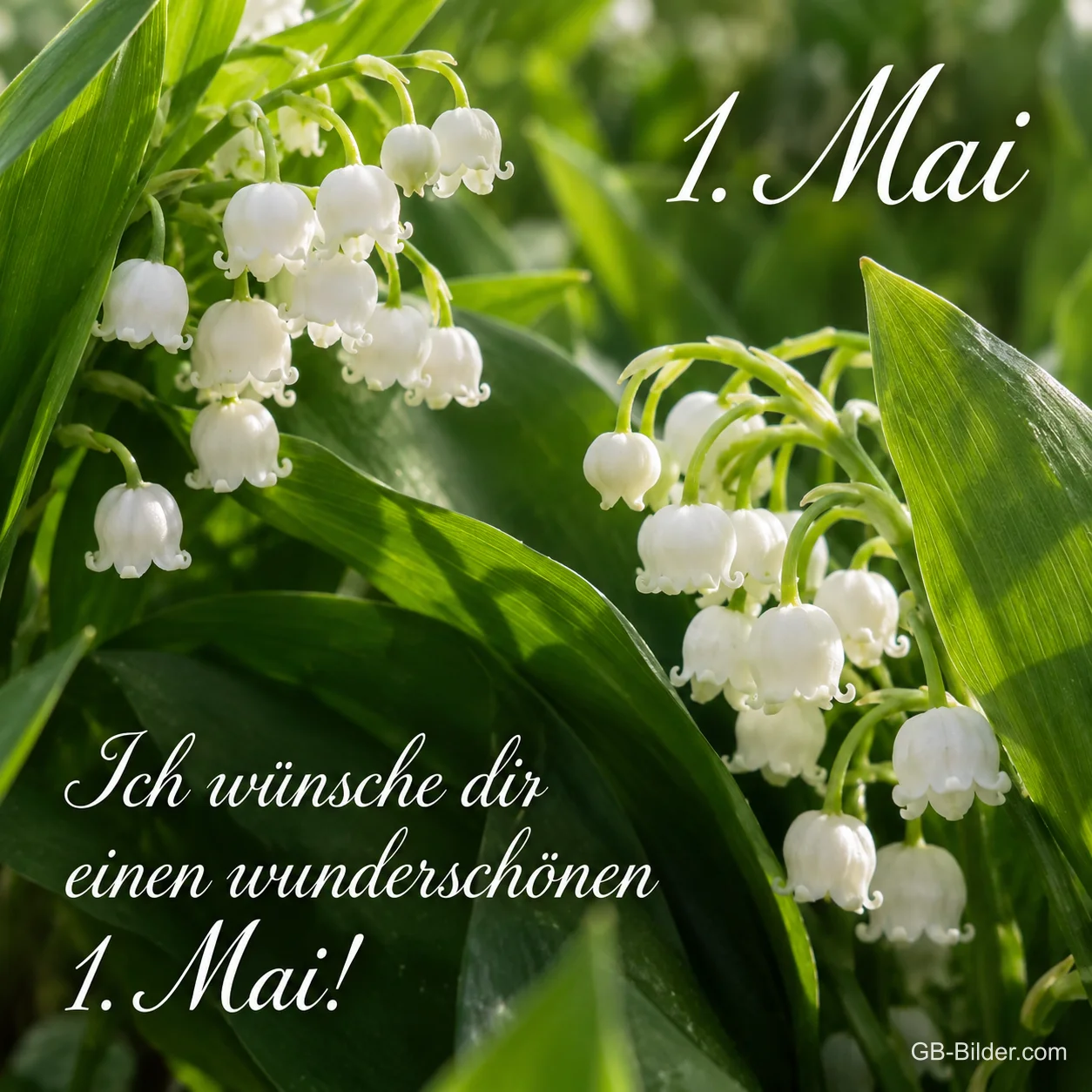 Maiglöckchen in Nahaufnahme, Text: 1. Mai – Ich wünsche dir einen wunderschönen 1. Mai!