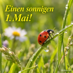 Marienkäfer auf einem Grashalm mit Tautropfen, Text: Einen sonnigen 1. Mai!