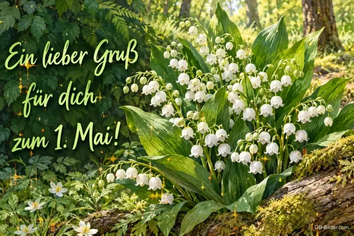 Maiglöckchen im Wald, Text: Ein lieber Gruß für dich – zum 1. Mai! Maiglöckchen im Wald, Text: Ein lieber Gruß für dich – zum 1. Mai!