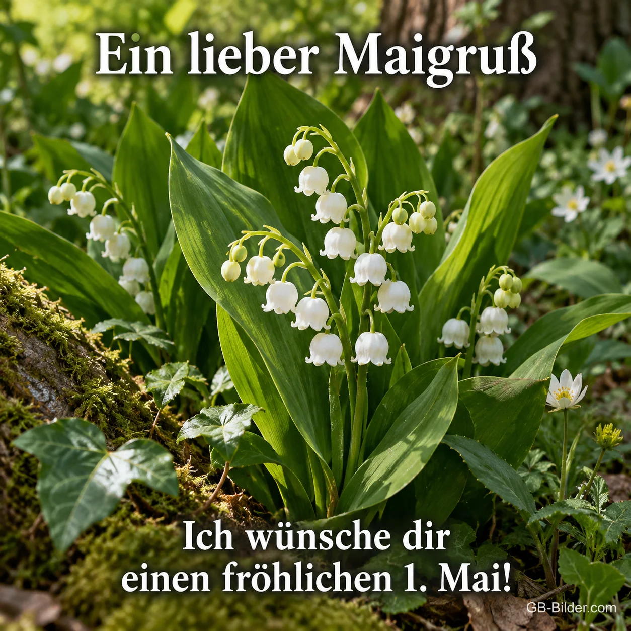 Maiglöckchen im Wald, Text: Ein lieber Maigruß – Ich wünsche dir einen fröhlichen 1. Mai! Maiglöckchen im Wald, Text: Ein lieber Maigruß – Ich wünsche dir einen fröhlichen 1. Mai!