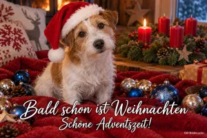 Terrier mit Weihnachtsmütze zwischen Kugeln, Text: Bald schon ist Weihnachten – Schöne Adventszeit!