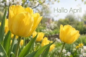 Gelbe Tulpen im Garten, Text: Hallo April