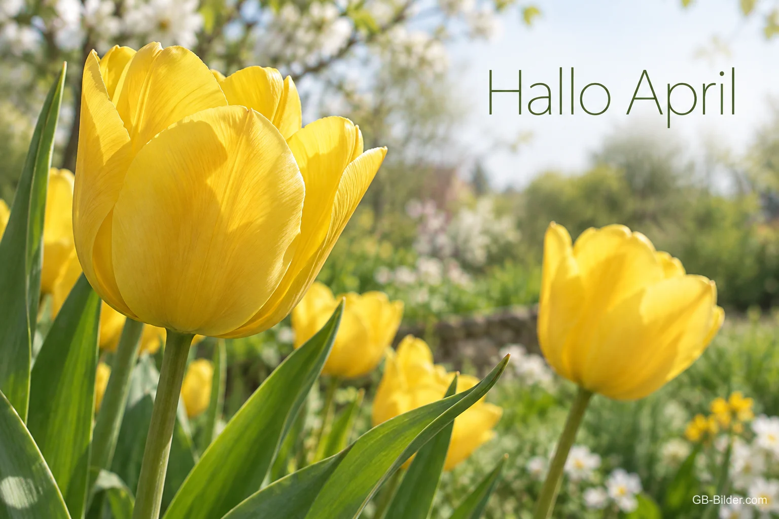 Gelbe Tulpen im Garten, Text: Hallo April