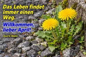 Löwenzahn wächst zwischen Pflastersteinen, Text: Das Leben findet immer einen Weg. – Willkommen, lieber April! – Josef E. Weeke