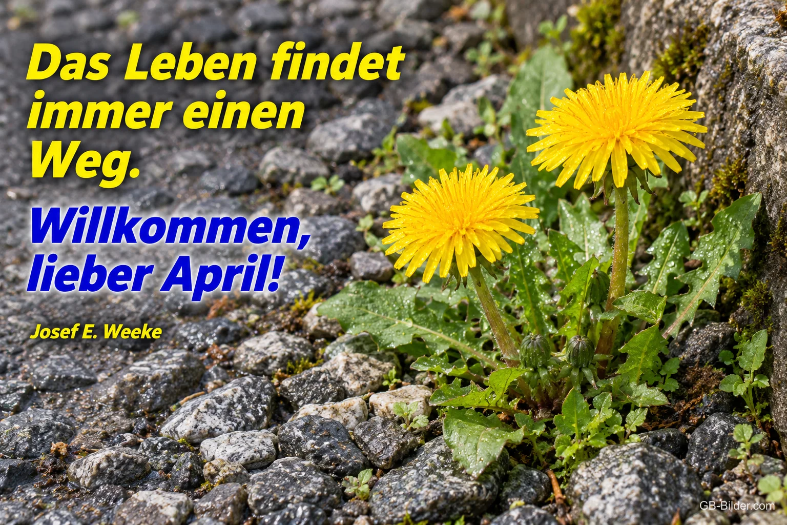 Löwenzahn wächst zwischen Pflastersteinen, Text: Das Leben findet immer einen Weg. – Willkommen, lieber April! – Josef E. Weeke