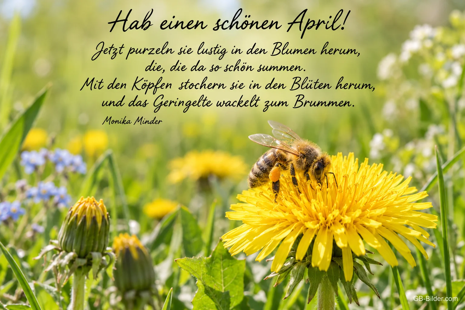 Biene auf einer Löwenzahnblüte, Text: Hab einen schönen April! – Jetzt purzeln sie lustig in den Blumen herum, die, die da so schön summen. Mit den Köpfen stochern sie in den Blüten herum, und das Geringelte wackelt zum Brummen. – Monika Minder