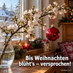 Ein blühender Kirschzweig mit einer roten Christbaumkugel steht am Fenster in einer Glasvase, Text: Bis Weihnachten blüht’s – versprochen!