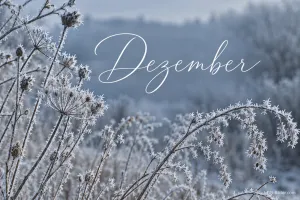 Gräser mit Raureif auf einer Winterwiese, Text: Dezember