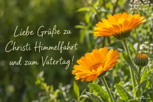 Orange Ringelblumen auf einer Wiese, Text: Liebe Grüße zu Christi Himmelfahrt – und zum Vatertag!