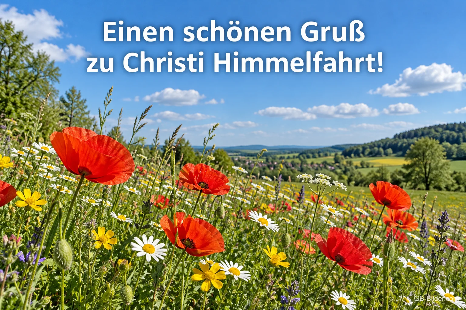 Mohnblumenwiese mit Margeriten unter blauem Himmel, Text: Einen schönen Gruß – zu Christi Himmelfahrt!