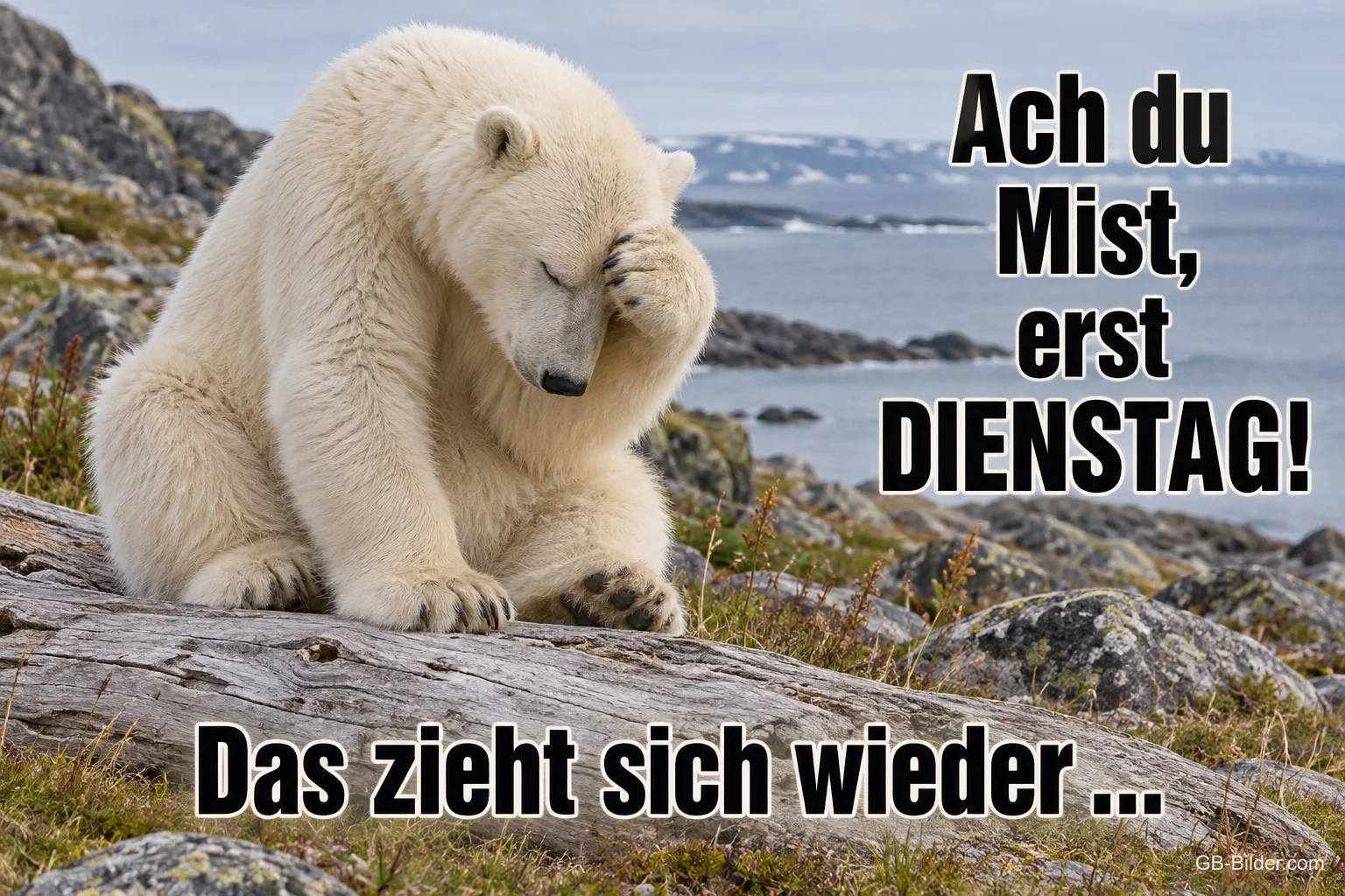Junger Eisbär hält sich die Pfote vor das Gesicht auf einem Felsen am Meer, Text: Ach du Mist, erst DIENSTAG! Das zieht sich wieder … Junger Eisbär hält sich die Pfote vor das Gesicht auf einem Felsen am Meer, Text: Ach du Mist, erst DIENSTAG! Das zieht sich wieder …