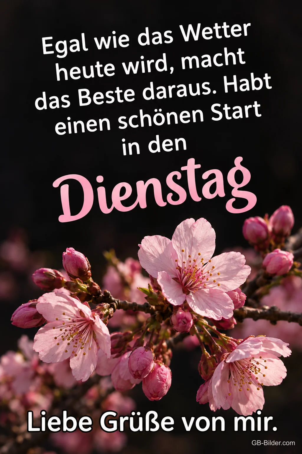 Rosa Kirschblüten, Text: Egal wie das Wetter heute wird, macht das Beste daraus Rosa Kirschblüten, Text: Egal wie das Wetter heute wird, macht das Beste daraus