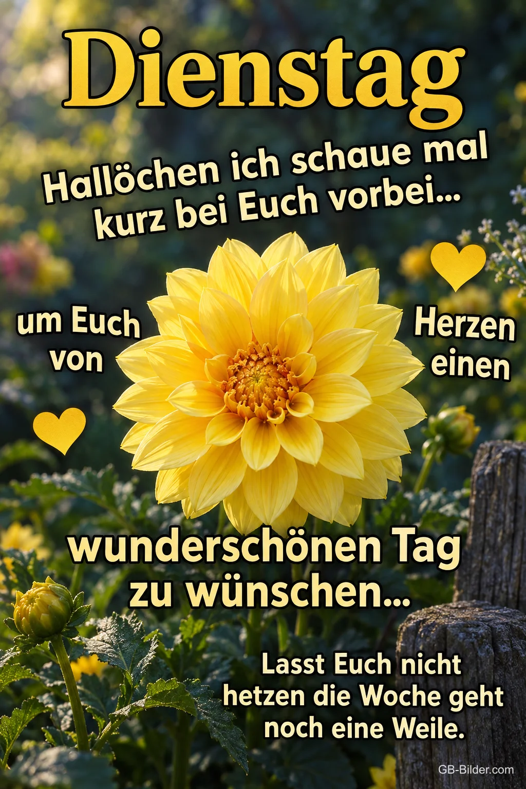 Gelbe Dahlie im Garten, Text: Dienstag Gelbe Dahlie im Garten, Text: Dienstag