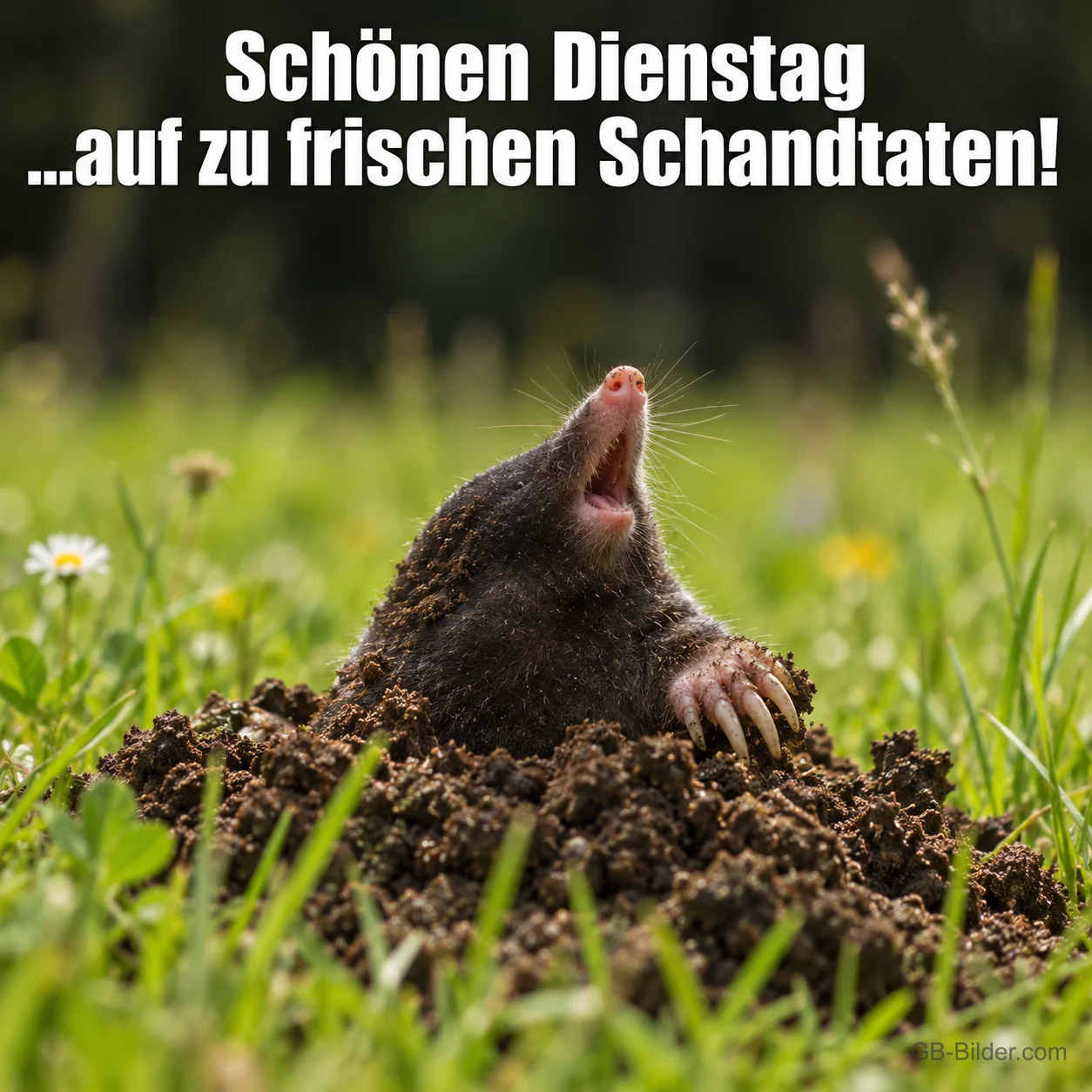 Maulwurf schaut jubelnd aus einem Erdhügel auf der Wiese, Text: Schönen Dienstag …auf zu frischen Schandtaten!