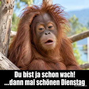 Verdutzter Orang-Utan, Text: Du bist ja schon wach