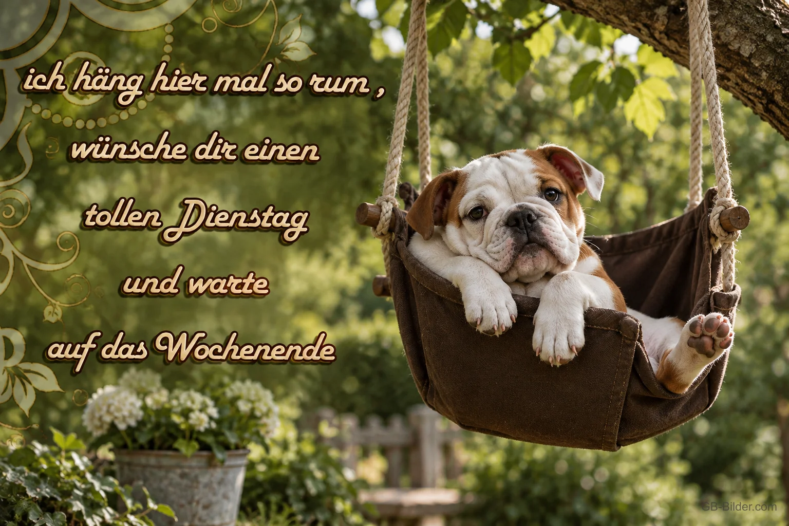 Bulldoggenwelpe in einer Hängeschaukel, Text: Ich häng hier mal so rum, wünsche dir einen tollen Dienstag