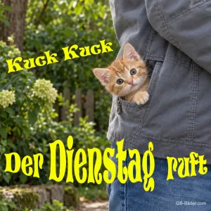 Kleines Kätzchen schaut aus einer Jackentasche, Text: Kuck Kuck – Der Dienstag ruft