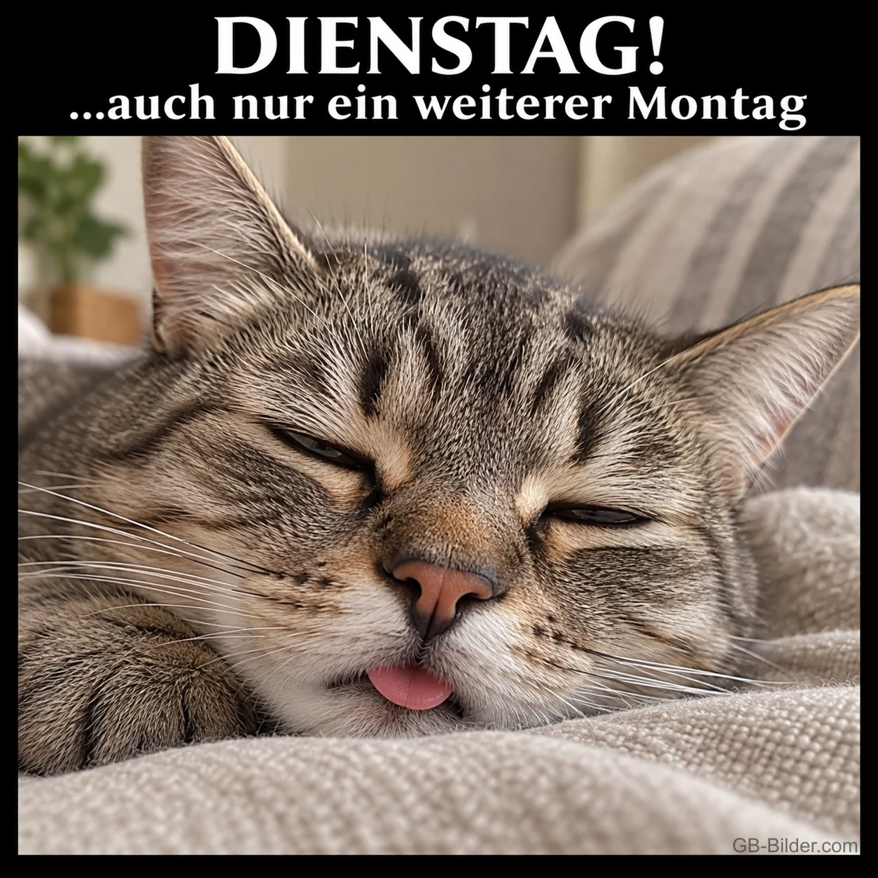 Müde Tigerkatze mit Zunge liegt auf einer Decke, Text: DIENSTAG! …auch nur ein weiterer Montag
