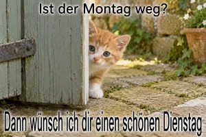 Kätzchen schaut vorsichtig hinter einer Holztür hervor, Text: Ist der Montag weg? Dann wünsch ich dir einen schönen Dienstag