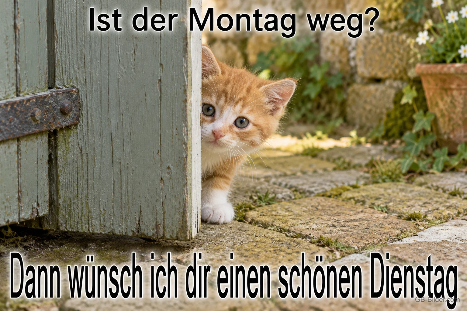 Kätzchen schaut vorsichtig hinter einer Holztür hervor, Text: Ist der Montag weg? Dann wünsch ich dir einen schönen Dienstag