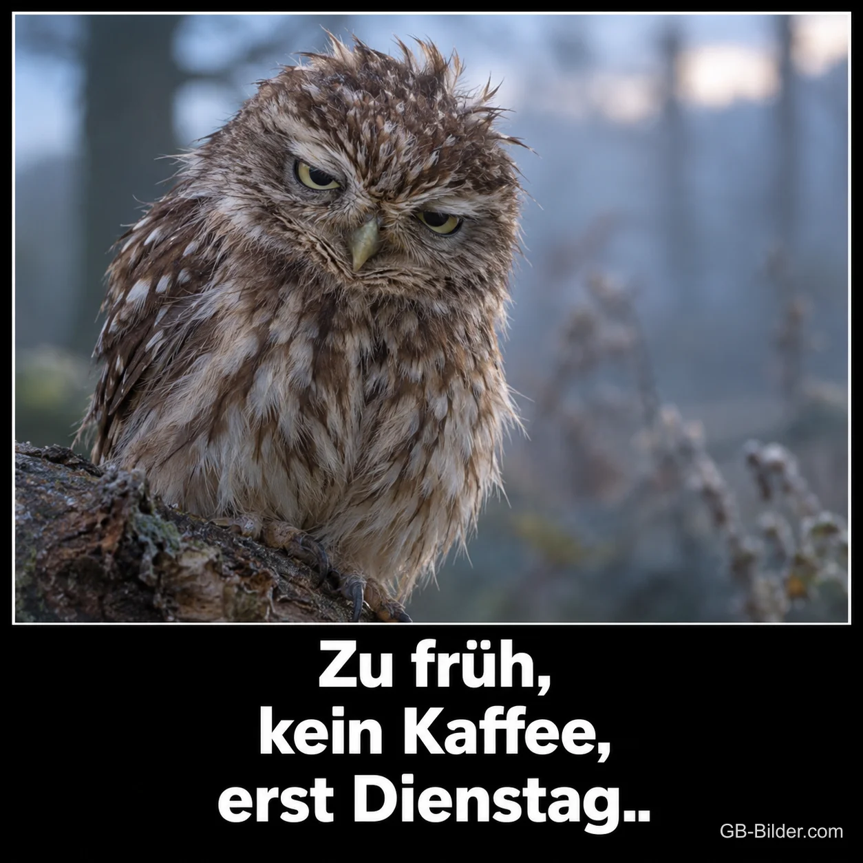 Zerzauster Steinkauz schaut mürrisch auf einem Ast, Text: Zu früh, kein Kaffee, erst Dienstag..