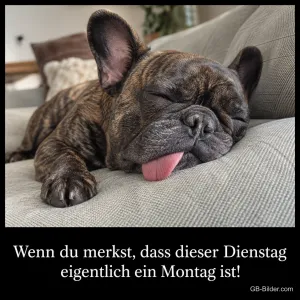 Französische Bulldogge schläft mit herausgestreckter Zunge auf dem Sofa, Text: Wenn du merkst, dass dieser Dienstag eigentlich ein Montag ist!
