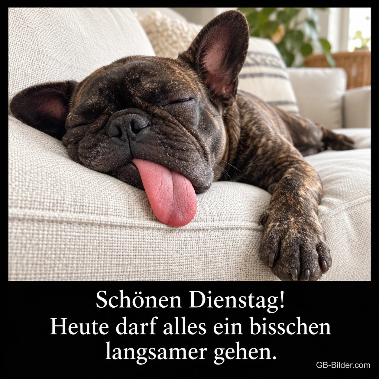 Französische Bulldogge schläft mit herausgestreckter Zunge auf dem Sofa, Text: Schönen Dienstag! Heute darf alles ein bisschen langsamer gehen. Französische Bulldogge schläft mit herausgestreckter Zunge auf dem Sofa, Text: Schönen Dienstag! Heute darf alles ein bisschen langsamer gehen.