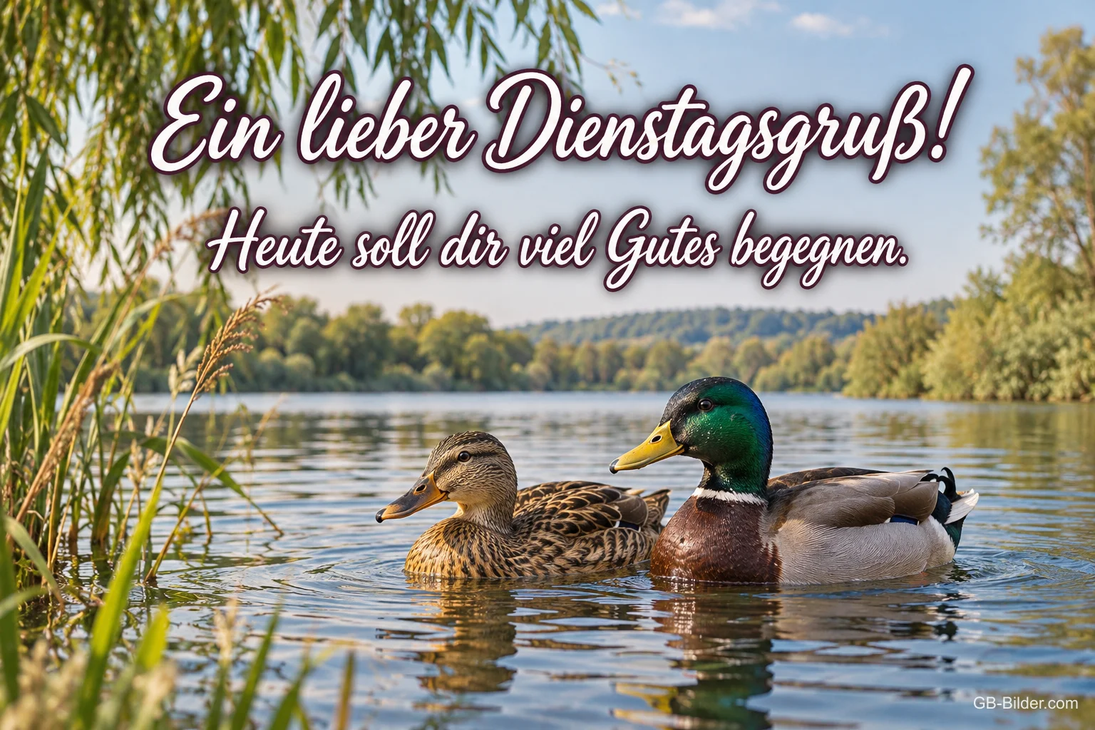 Zwei Enten auf einem ruhigen See zwischen Schilf, Text: Ein lieber Dienstagsgruß! Heute soll dir viel Gutes begegnen.