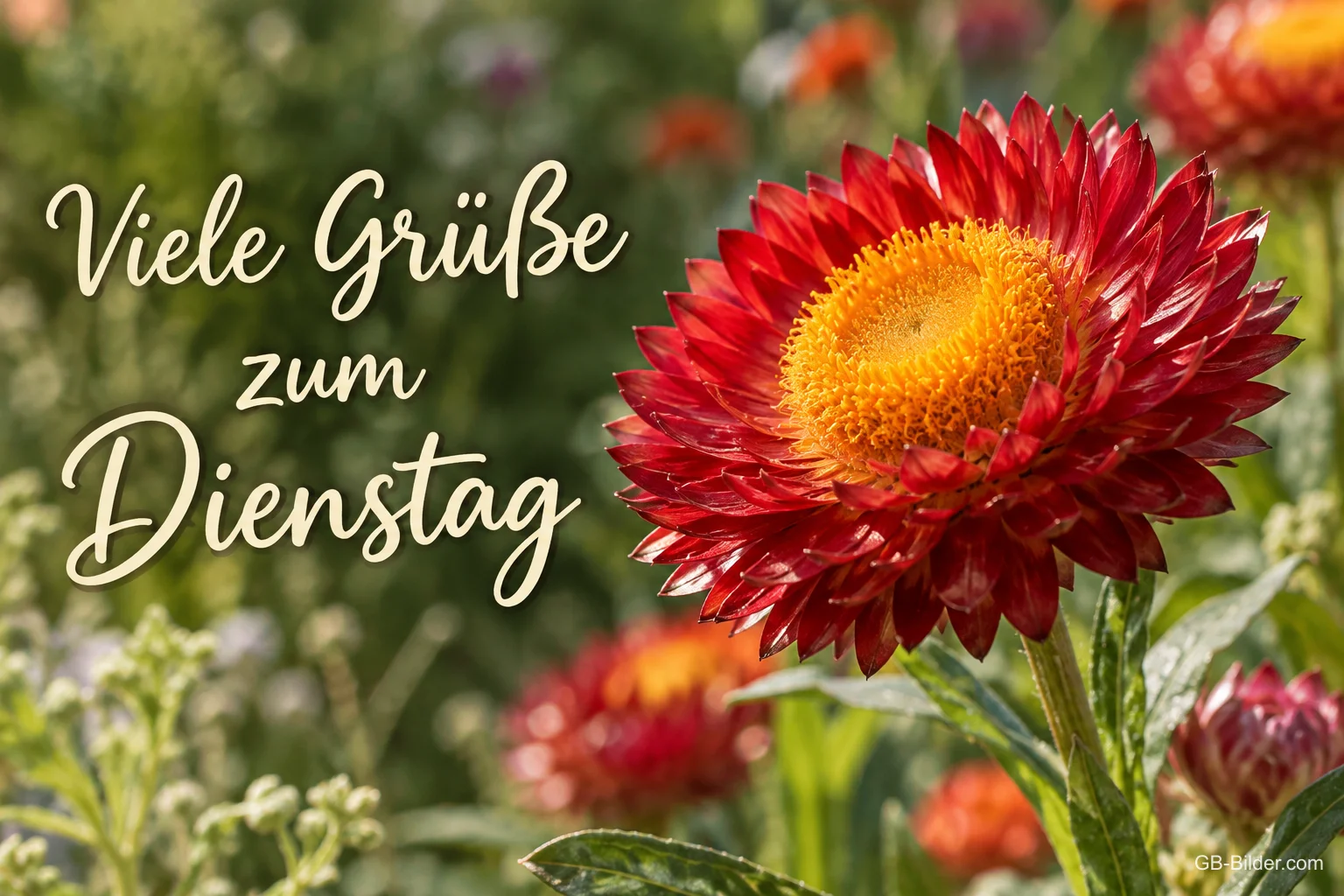 Rote Strohblume im Sommergarten, Text: Viele Grüße zum Dienstag Rote Strohblume im Sommergarten, Text: Viele Grüße zum Dienstag