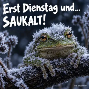 Frosch mit Raureif auf einem gefrorenen Ast, Text: Erst Dienstag und… SAUKALT!