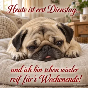 Müder Mops liegt auf einem Kissen, Text: Heute ist erst Dienstag… und ich bin schon wieder reif für’s Wochenende!