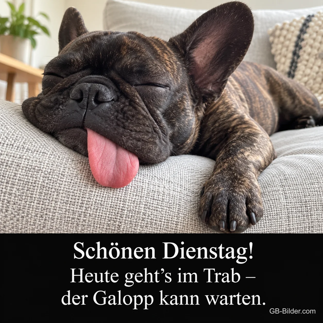 Französische Bulldogge schläft mit herausgestreckter Zunge auf dem Sofa, Text: Schönen Dienstag! Heute geht’s im Trab – der Galopp kann warten. Französische Bulldogge schläft mit herausgestreckter Zunge auf dem Sofa, Text: Schönen Dienstag! Heute geht’s im Trab – der Galopp kann warten.