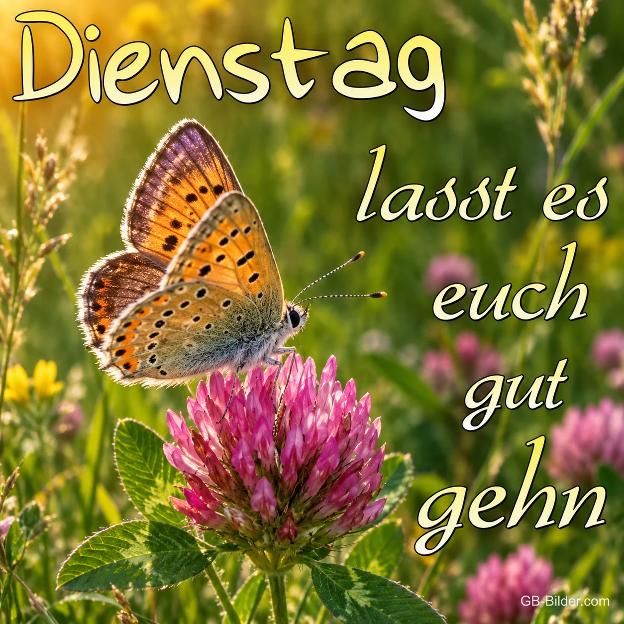 Schmetterling auf einer Kleeblüte, Text: Dienstag – lasst es euch gut gehn Schmetterling auf einer Kleeblüte, Text: Dienstag – lasst es euch gut gehn
