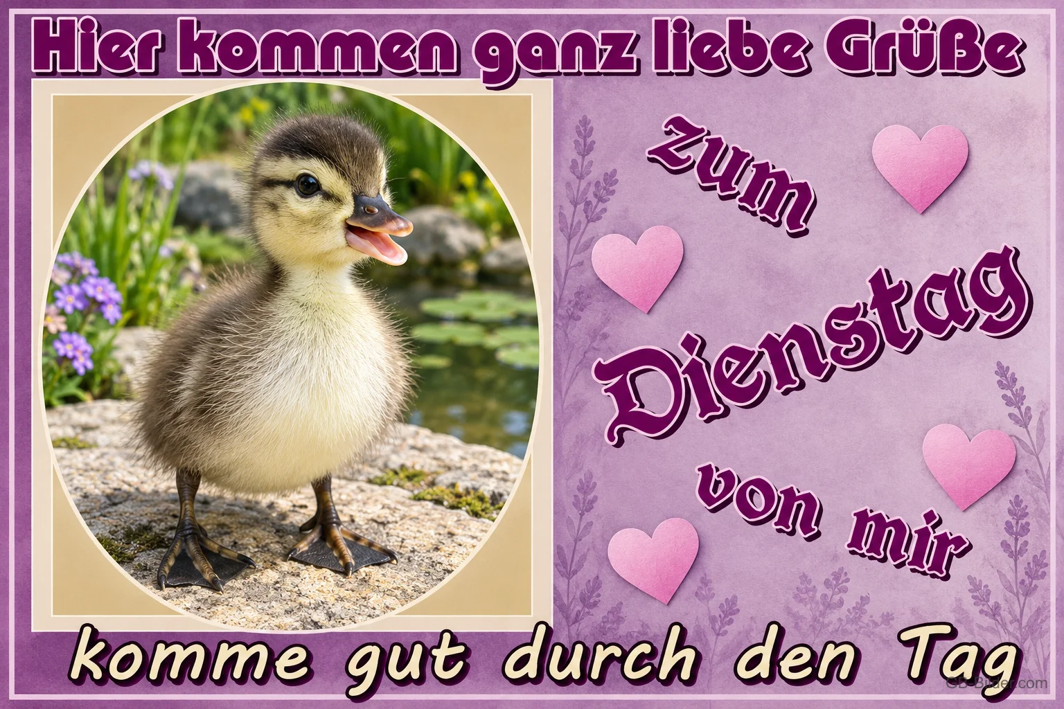 Entenküken an einem Teich, Text: Hier kommen ganz liebe Grüße zum Dienstag von mir