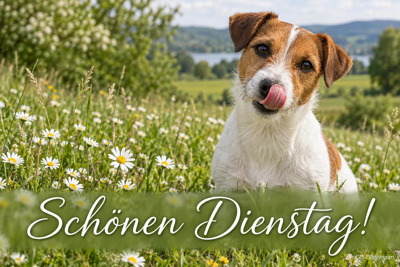 Jack Russell auf einer Blumenwiese, Text: Schönen Dienstag! Jack Russell auf einer Blumenwiese, Text: Schönen Dienstag!