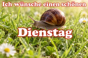 Weinbergschnecke im Gras, Text: Ich wünsche einen schönen Dienstag
