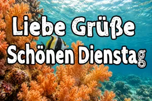 Wimpelfisch über Korallen im Meer, Text: Liebe Grüße – Schönen Dienstag