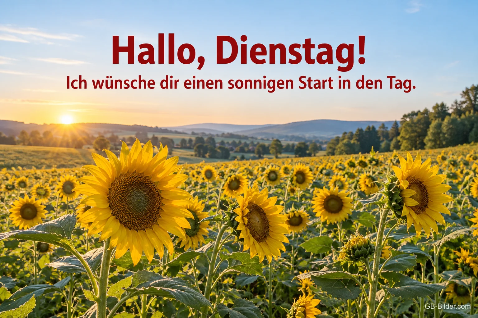 Sonnenblumenfeld bei Sonnenaufgang, Text: Hallo, Dienstag! Ich wünsche dir einen sonnigen Start in den Tag.
