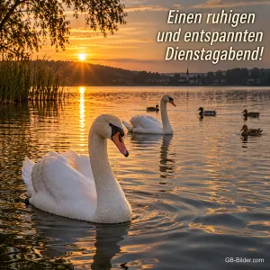 Schwäne und Enten auf einem See im Sonnenuntergang, Text: Einen ruhigen und entspannten Dienstagabend!