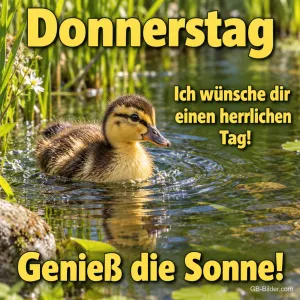 Entenküken schwimmt in einem sonnigen Teich, Text: Donnerstag – Ich wünsche dir einen herrlichen Tag! Genieß die Sonne!