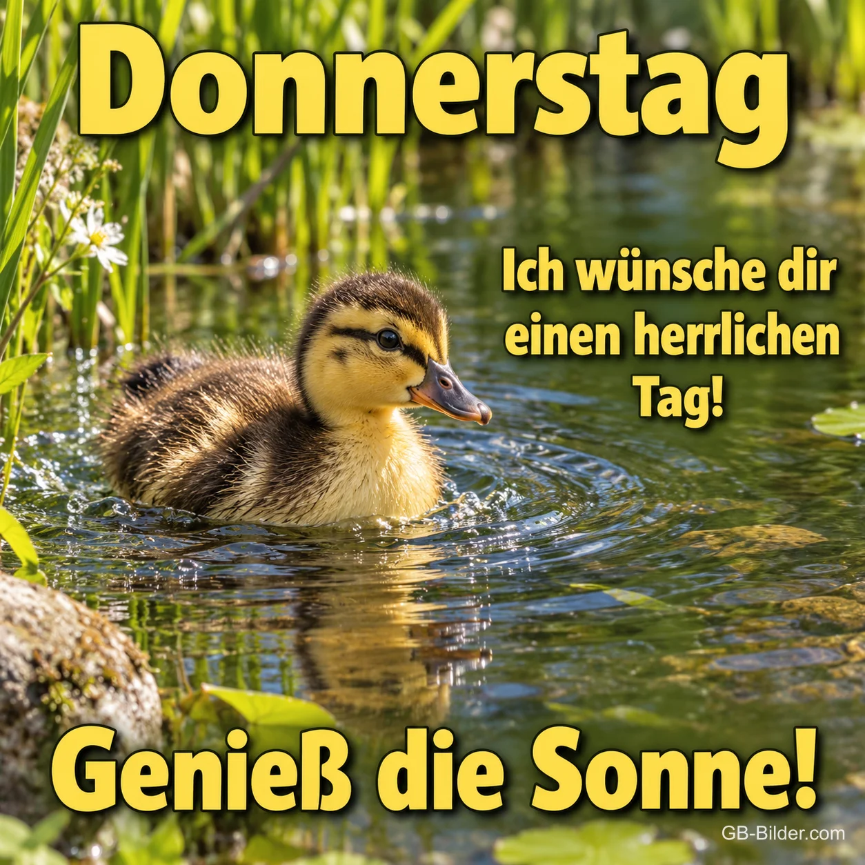 Entenküken schwimmt in einem sonnigen Teich, Text: Donnerstag – Ich wünsche dir einen herrlichen Tag! Genieß die Sonne!