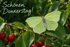Zitronenfalter auf einem Kirschzweig, Text: Schönen Donnerstag!