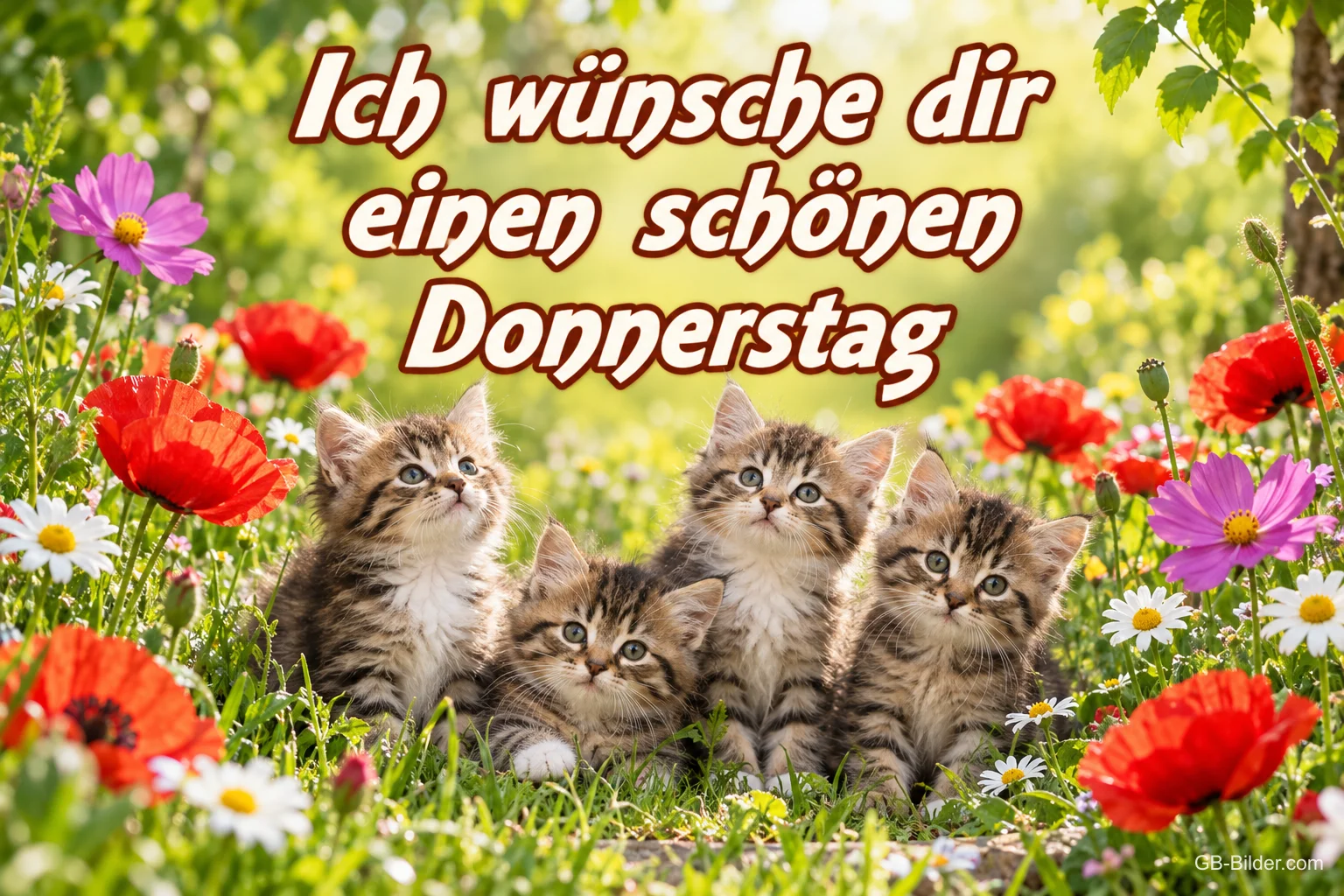 Vier Kätzchen sitzen zwischen Mohnblumen und Wiesenblumen, Text: Ich wünsche dir einen schönen Donnerstag