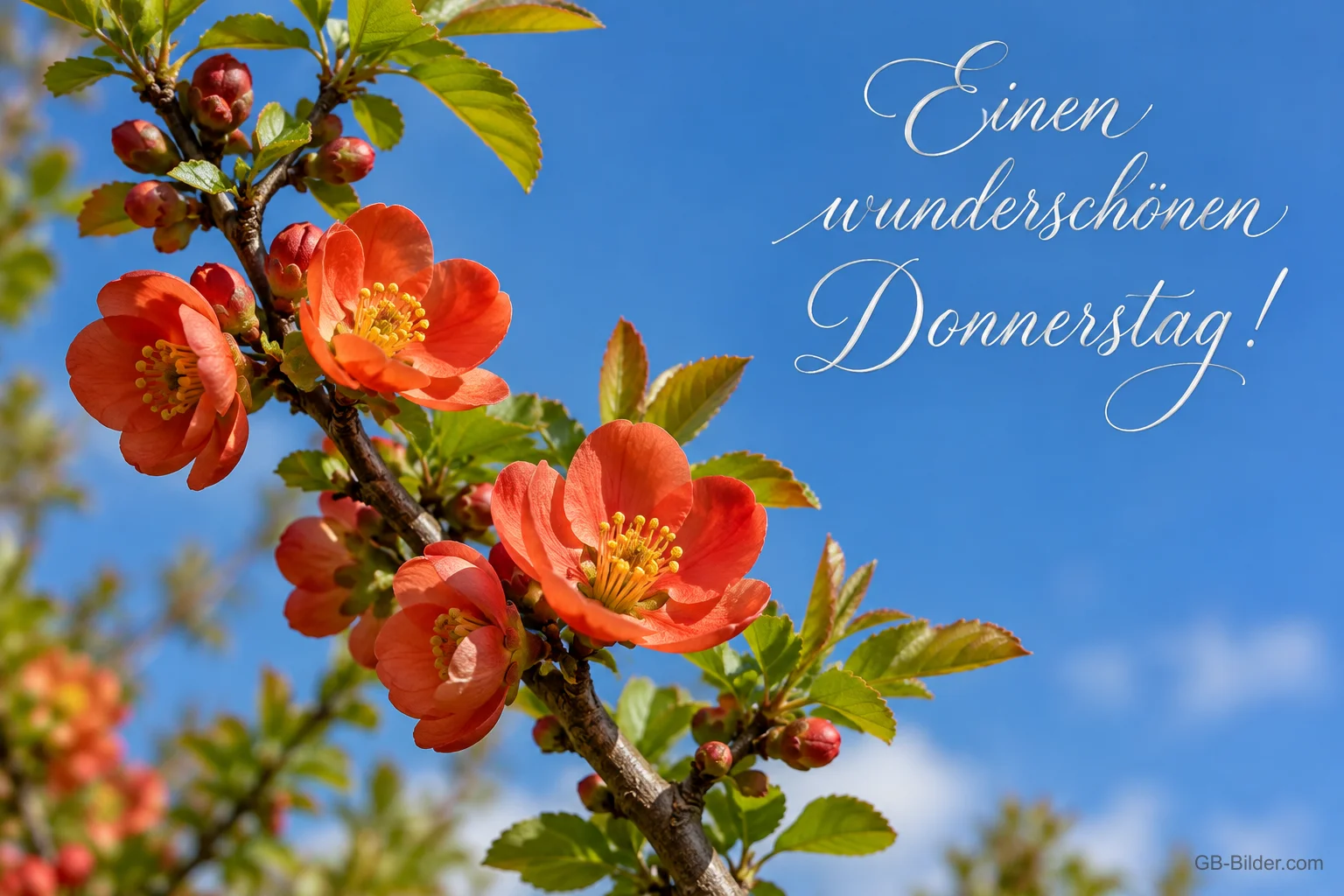 Zierquittenblüten vor blauem Himmel, Text: Einen wunderschönen Donnerstag!