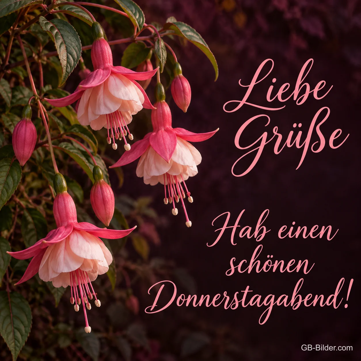 Rosa Fuchsienblüten vor dunklem Hintergrund, Text: Liebe Grüße – Hab einen schönen Donnerstagabend! Rosa Fuchsienblüten vor dunklem Hintergrund, Text: Liebe Grüße – Hab einen schönen Donnerstagabend!