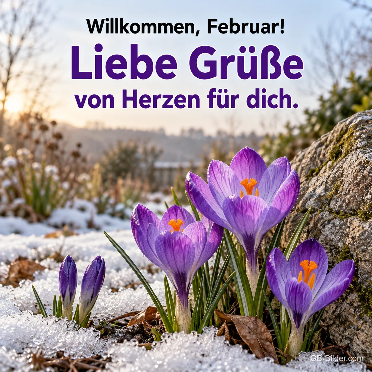 Lila Krokusse im Schnee, Text: Willkommen, Februar! Liebe Grüße von Herzen für dich. Lila Krokusse im Schnee, Text: Willkommen, Februar! Liebe Grüße von Herzen für dich.