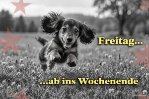 Dackelwelpe springt über eine Wiese in Schwarz-Weiß, Text: Freitag… …ab ins Wochenende